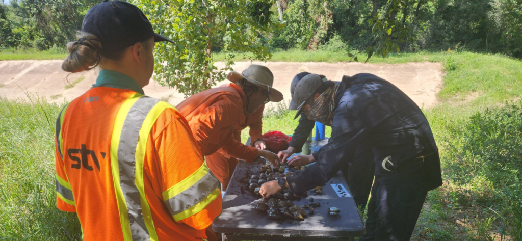 Field image of aquatic species relocation in Texas