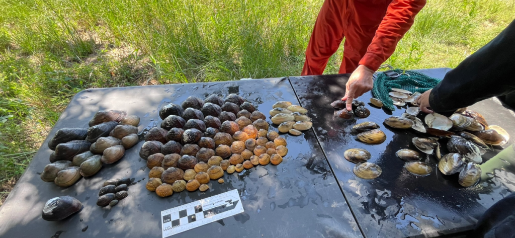 Field image of aquatic species relocation in Texas